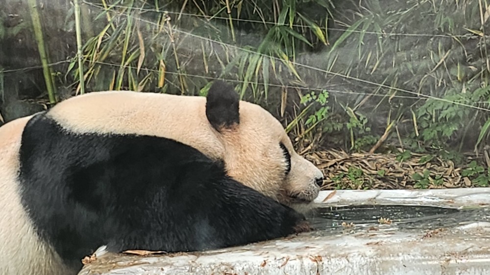 러바오 크게 확대